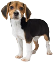 Nintendogs DS: Beagle