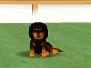 Nintendogs DS: Miniature Dachshund