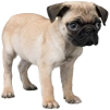 Nintendogs DS: Pug