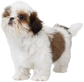 Nintendogs DS: Shih Tzu