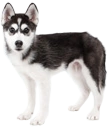Nintendogs DS: Siberian Husky